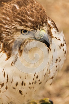 Upper body close up of a captive red-tail hawk, falconry