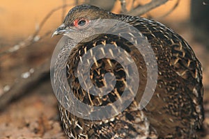 Mikado pheasant photo