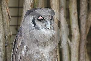 Giant Eagle-owl