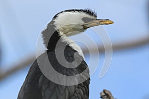 Little pied cormorant