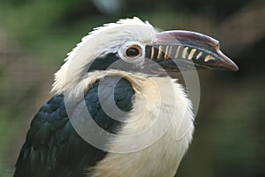Visayan tarictic hornbill photo