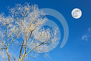 Upper branches and moon