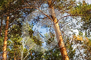 Upper Branches Of Woods In Coniferous Forest. Low Angle View. Summer Pinewood, Tall Thin Evergreen Pines. Russian Nature