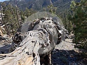 Upper Bristlecone Loop Trail, Mt. Charleston, Nevada