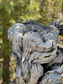 Upper Bristlecone Loop Trail, Mt. Charleston, Nevada