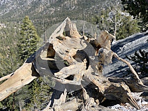 Upper Bristlecone Loop Trail, Mt. Charleston, Nevada