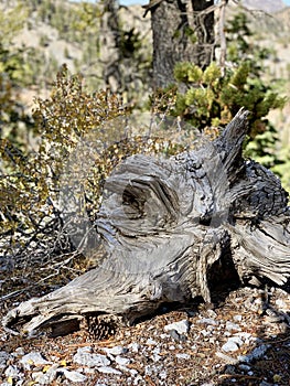 Upper Bristlecone Loop Trail, Mt. Charleston, Nevada