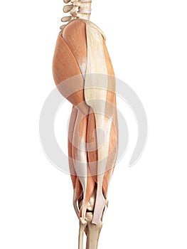 The upper leg muscles photo