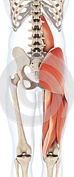 Upper leg musculature