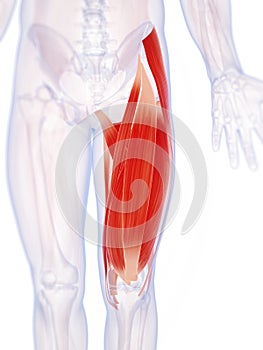 Upper leg musculature