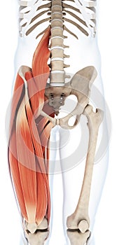 Upper leg musculature