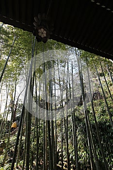 upper level view form a side temple at bamboo and the stairs up to the higher garden