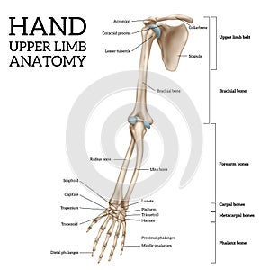 Upper Limb Anatomy