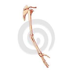 Upper limb Arm with Shoulder girdle Skeleton Human side view. Anatomically correct hands, clavicle, scapula, forearms 3D