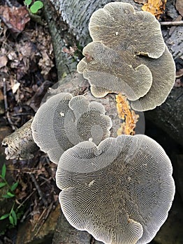 Gilled Polypore