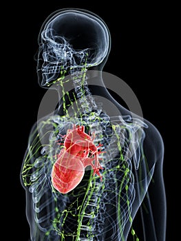 The upper lymphatic system