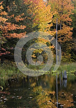 Upper Michigan Fall Colors by Quiet Stream photo