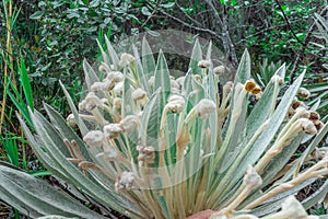 upper part of a frailejon, Espeletia killipii photo
