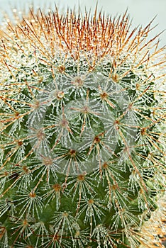 Upper part of Mammillaria spinosissima with its sharp tips filled with fine water droplets