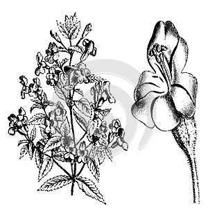 Upper Portion of Plant and Detached Flower of Mimulus Cardinalis vintage illustration photo
