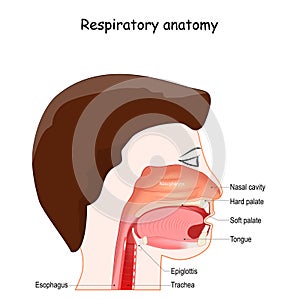 Upper respiratory system