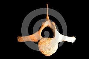 Upper side vertebra of a whale - isolated on black background