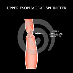 Upper sphincter of esophagus. Infographics. Vector illustration on black background. photo