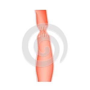 Upper sphincter of esophagus. Infographics. Vector illustration on isolated background.