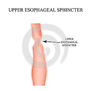 Upper sphincter of esophagus. Infographics. Vector illustration on isolated background.