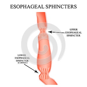 Upper sphincter of esophagus. Lower cardiac esophageal sphincter. Infographics. Vector illustration on isolated background. photo