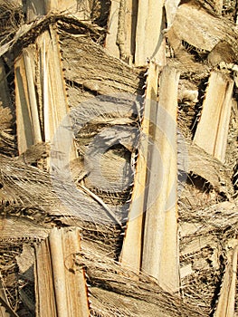 Upper trunk detail of palm tree background texture pattern