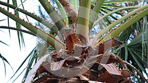 Close-up old sharpy palm tree bark.