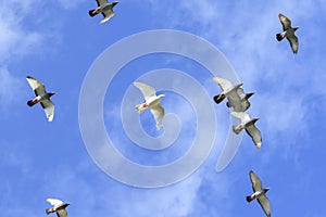 upper view flock of homing pigeon flying against beautiful blue sky with white cloud