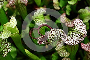 Upper view of pitcher tubes of carnivorous house plants of Sarracenia family