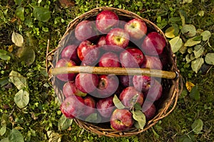 Upper view of rustical wooden basket full of apples standing on the green grass. Fall apple harvest. Red apples in a