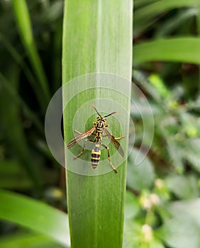 Upper view of a yellow wasp, winged insect, over a green leaf