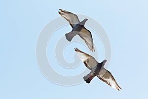 Upper wing of homing pigeon bird flying against clear blue sky