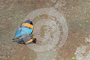 Upperside of indian leafwing