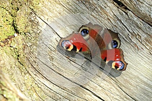 Upperside of peacock butterfly