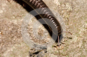 Upperside of a Portuguese millipede. photo