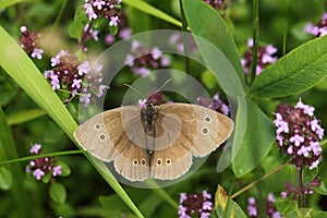 Upperside of ringlet butterfly