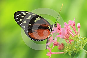 Upperside of  tiger longwing butterfly