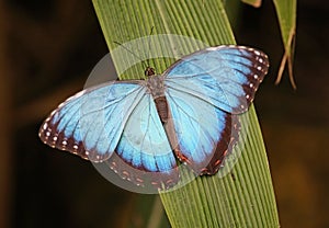 Blue Morpho