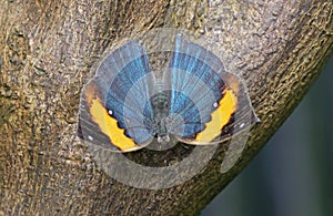 Indian leaf Butterfly