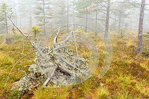 Upprooted tree on a mire in fog photo