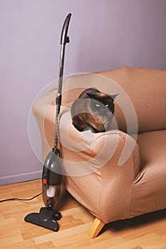 Upright bagless vacuum cleaner standing next to cat on sofa