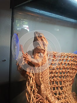 beardie Lizard