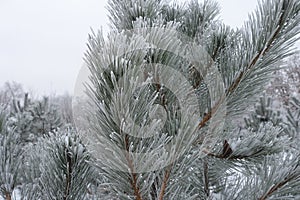 Upright branches of pine covered with hoar frost in January