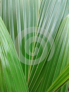 upright coconut tree leaves firmly stand and grow in the garden