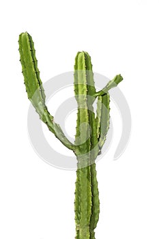 Upright columnar cactus photo